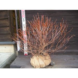 シロヤシオツツジ 良形良株 : 横の植木屋さん - 通販 - Yahoo!ショッピング