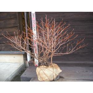 シロヤシオツツジ 良形良株 : 横の植木屋さん - 通販 - Yahoo!ショッピング