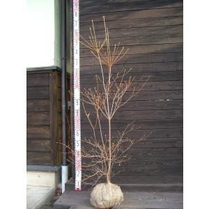 ミツバツツジ 株立ち 約1.7m 現品発送 美樹形株 三つ葉ツツジ 三ツ葉