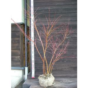 コハウチワカエデ 株立ち 樹高1.8〜2.0m前後(根鉢含まず) 単品 : 相馬