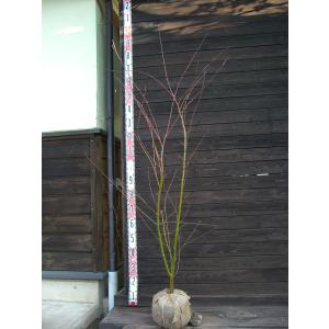 中国産 朴葉 乾燥ほうばの葉（M）真空 20枚x50P（P450円税別）/1000枚