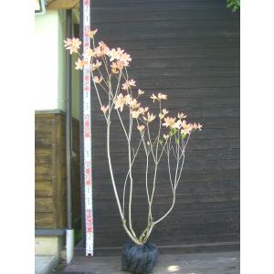 つつじ 横の植木屋さん レンゲツツジの商品一覧 通販 Yahoo ショッピング