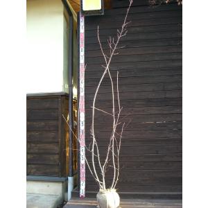 ジューンベリー 株立ち 約2m ラマルキー 特大株 植木苗木 お買い得な