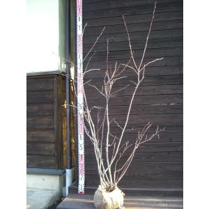 ジューンベリー　大株　【品番3428】 ジューンベリー 大株 【品番3428】 ジューンベリー苗 | 苗木部 本店 By