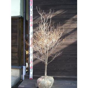 紅ドウダンツツジ 6本株立ち 約1.7m 現品発送 特大植木苗木 赤花