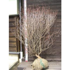 シロヤシオツツジ 良形良株 : 横の植木屋さん - 通販 - Yahoo!ショッピング