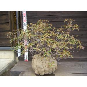 斑入ヤクシマハイヒカゲ 盆栽 斑入りヤクシマヒメハイヒカゲ - 山野草・高山植物の通信販売店｜岩崎