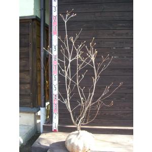 オトコヨウゾメ 株立 : 横の植木屋さん - 通販 - Yahoo!ショッピング