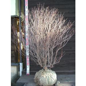 コバノミツバツツジ/大株【現品発送】管理70744 コバノミツバツツジ 大株 : 横の植木屋さん - 通販 - Yahoo!ショッピング