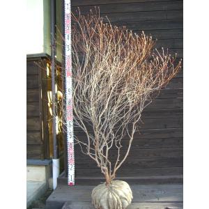 アカヤシオツツジ 大株 【品番3438】 アカヤシオツツジ 特大株 : 横の