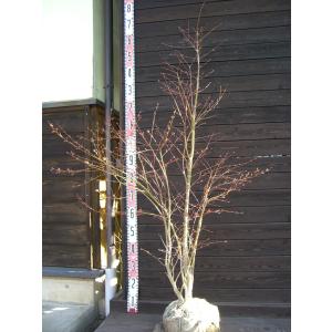 イロハモミジ 株立ち 樹高1.5〜1.8m前後(根鉢含まず) 単品