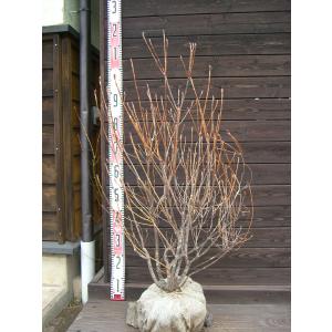 ヤマツツジ 3.5号ポット苗 里の木シリーズ : 苗木部 花ひろば