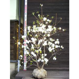 オオイタヤメイゲツ・イタヤカエデ 大株 : 横の植木屋さん - 通販