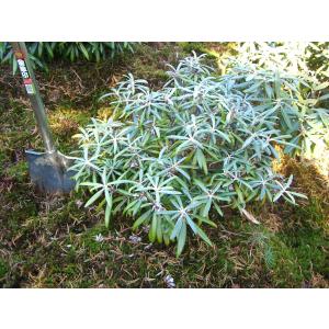 ヤクシマシャクナゲ 大株 : 横の植木屋さん - 通販 - Yahoo!ショッピング