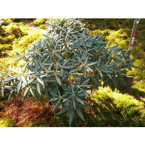 シロヤシオツツジ 良形良株 : 横の植木屋さん - 通販 - Yahoo!ショッピング