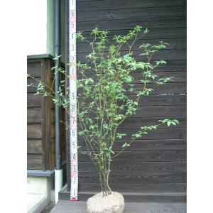 横の植木屋さん - Yahoo!ショッピング