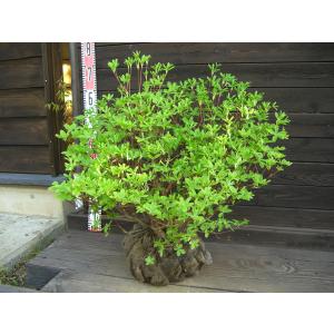 イタヤカエデ　オオイタヤメイゲツ　【品番3462】 オオイタヤメイゲツ・イタヤカエデ 大株 : 横の植木屋さん - 通販