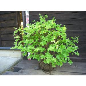 シロヤシオツツジ 良形良株 : 横の植木屋さん - 通販 - Yahoo!ショッピング