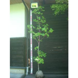コハウチワカエデ 大株の商品画像