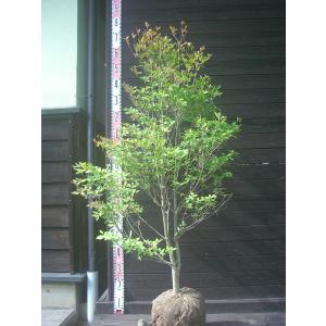 ドウダンツツジ 大株 : 横の植木屋さん - 通販 - Yahoo!ショッピング