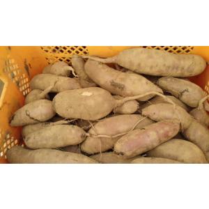 「紅はるか」訳ありおまかせどっと混み（2L,L,M混）土付き、10kg「ベタベタ！していません。