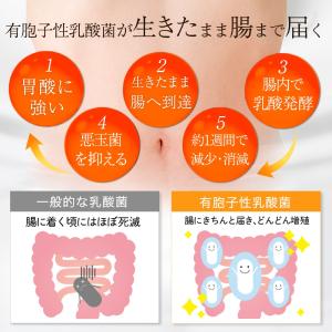 青汁 乳酸菌 生きて腸まで届く 葉緑王 ようり...の詳細画像5
