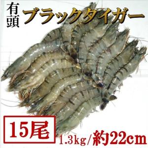 約22cm・超特大有頭ブラックタイガー1.3kg(15尾) 海老 えび