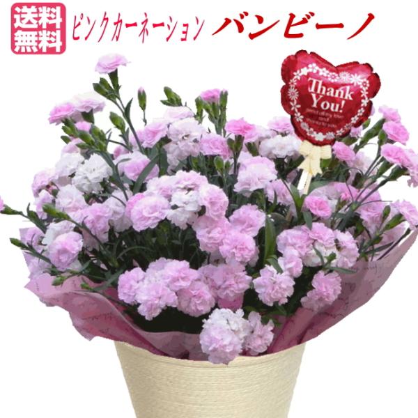 【母の日ギフト】香りのあるピンクカーネーション”バンビーノ”バルーンピックつき　爆買 母の日