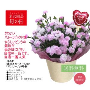 【母の日ギフト】香りのあるピンクカーネーション...の詳細画像1