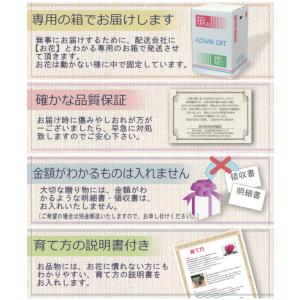 【母の日ギフト】香りのあるピンクカーネーション...の詳細画像3