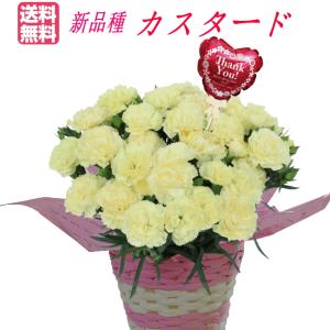 母の日 ギフト イエローカーネーション カスタード バルーンピックつき