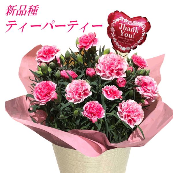 【母の日ギフト】カーネーション”ティーパーティー”バルーンピックつき　爆買 母の日
