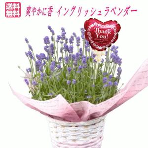 母の日 ギフト イングリッシュラベンダー 鉢植え5号鉢　爆買 母の日