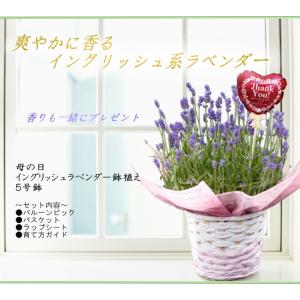 母の日 ギフト イングリッシュラベンダー 鉢植...の詳細画像1