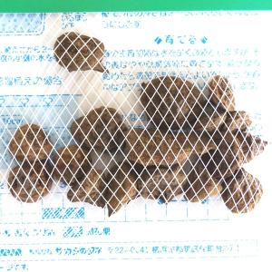 【秋植え球根】(アネモネ一重咲き)デカン ロー...の詳細画像1