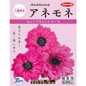 【秋植え球根】（アネモネ菊咲き）セントブリジッド　ローズ（30ml詰）【サカタのタネ】
