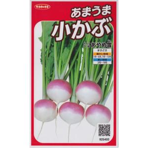 【あまうま小カブ】あやめ雪 【サカタ交配】（3ml）かぶ野菜種/サカタのタネ[秋まき][春まき]925403