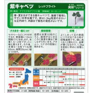 【紫キャベツ】レッドブライト【サカタ交配】(0...の詳細画像1