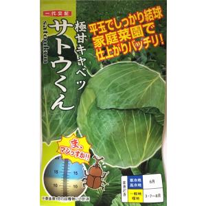 【極甘キャベツ】サトウくん【ナント種苗】一代交配（40粒）野菜種[春まき][秋まき]