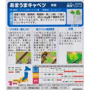 【あまうまキャベツ】新藍【サカタ交配】野菜種(...の詳細画像1