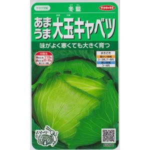 【あまうま大玉キャベツ】冬藍【サカタ交配】（0.7ml）野菜種[秋まき]922011