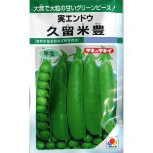 久留米豊野菜種