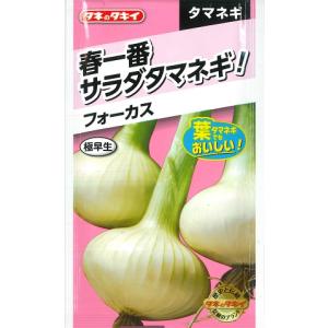 【タマネギ】春一番サラダタマネギ　フォーカス　極早生【タキイ種苗】野菜種（2ml）約280粒