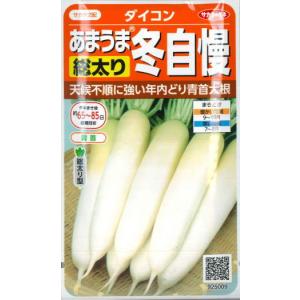 【冬どりあまうま大根】冬自慢【サカタ交配】（10ml）野菜種/ダイコン[秋まき]925009