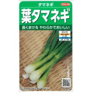 【葉タマネギ】タマネギ【サカタのタネ】(1.5m...の商品画像