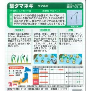 【葉タマネギ】タマネギ【サカタのタネ】(1.5...の詳細画像1