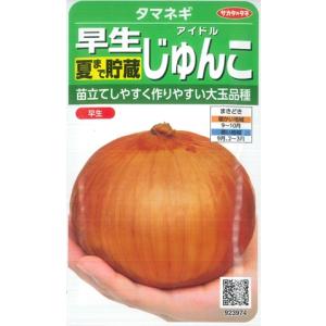 【早生タマネギ】じゅんこ【サカタのタネ】(2.5...の商品画像