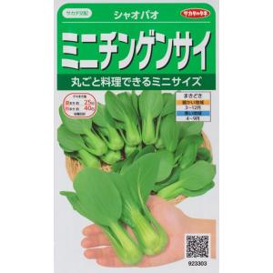 【ミニチンゲンサイ】シャオパオ【サカタ交配】（3ml）[春まき][秋まき]野菜種/サカタのタネ923...