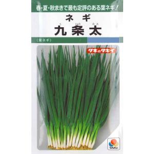 【葉ネギ】九条太（くじょうふと） 【タキイ種苗】（13ml）野菜種/葱[春まき][秋まき]GF