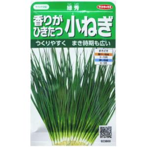 【香りがひきたつ小ねぎ】緑秀【サカタ交配】（15ml）野菜種[春まき][秋まき]923800